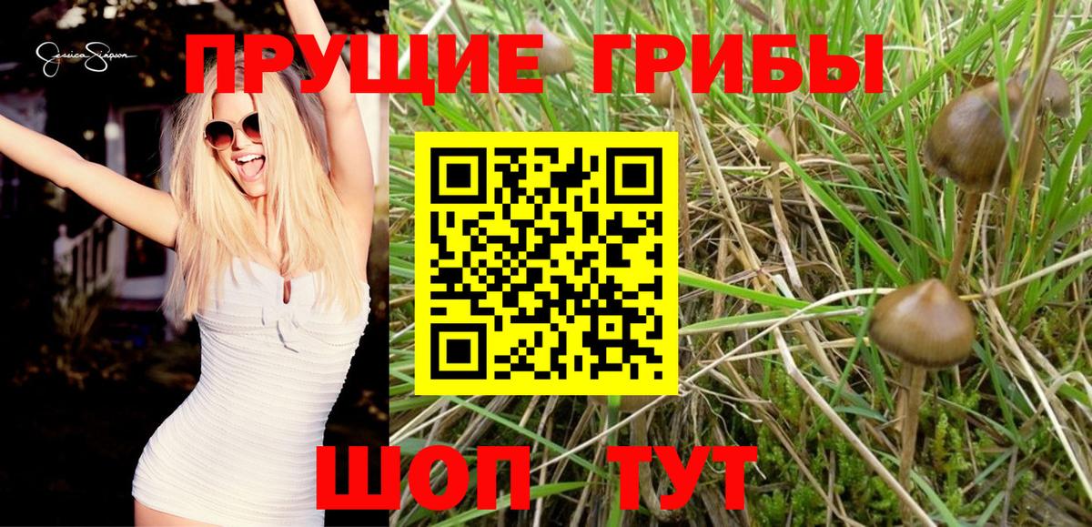 Псилоцибиновые грибы мицелий Бутурлиновка